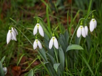 Snowdrops arriving at Anglesey Abbey